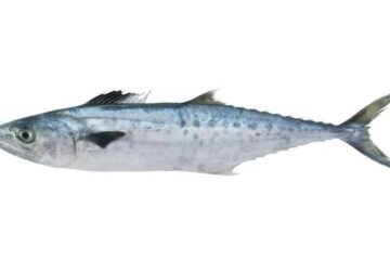 The Difference Between Mackerel and King Mackerel: What to Get