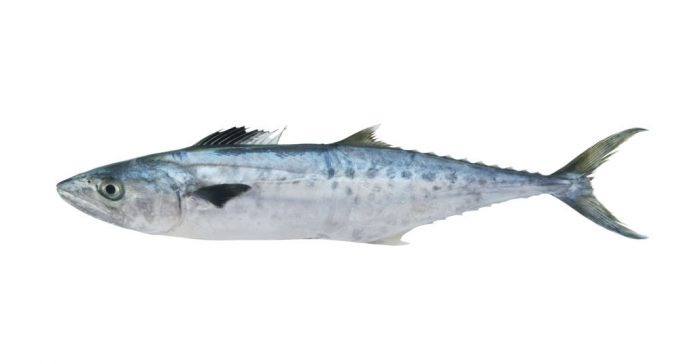 the-difference-between-mackerel-and-king-mackerel-what-to-get