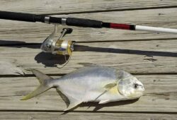 How to Catch Pompano In Florida: The Ultimate Guide!