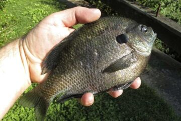 When Do Bluegill Spawn in Michigan? The Optimum Time to Fish