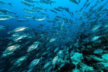When Do Mackerel Run In Maine? The Best Time to Fish