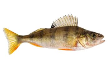 When Do Yellow Perch Spawn in Maryland? The Answers to Learn