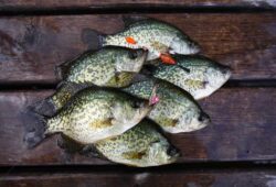 Why Is It Illegal to Sell Crappie? Important Reasons to Learn