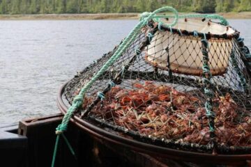 How Long is Opilio Crab Season in Alaska? The Answers to Know