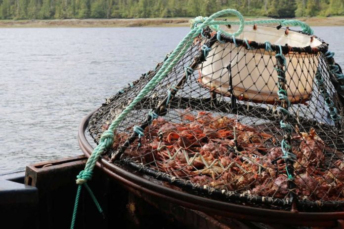 como é longa a época do caranguejo Opilio no Alasca