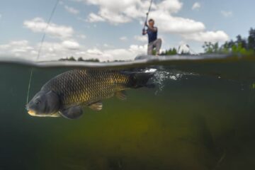 Smart Tips and Tricks on How To Catch Carp In Florida