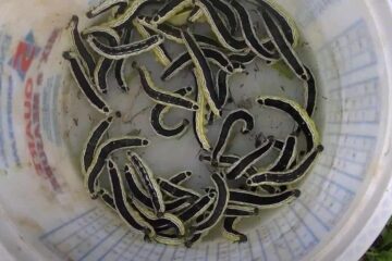 5 Simple and Easy Steps on How to Freeze Catalpa Worms