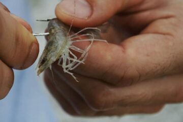 Using Shrimp For Catfish Bait: Why and How to Use Shrimp Effectively