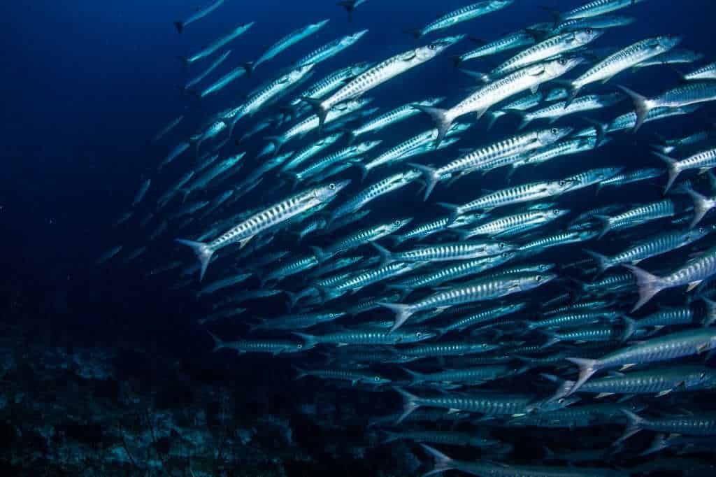 when do mackerel run in nova scotia