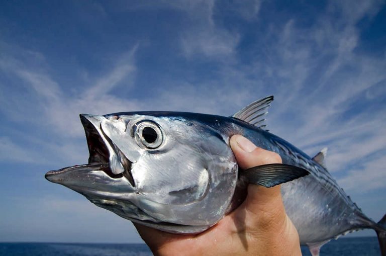 where to catch tuna in florida