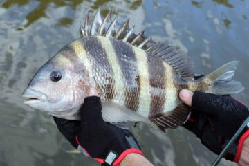 Little-Known Facts on the Best Time To Catch Sheepshead (Plus Expert Tips!)
