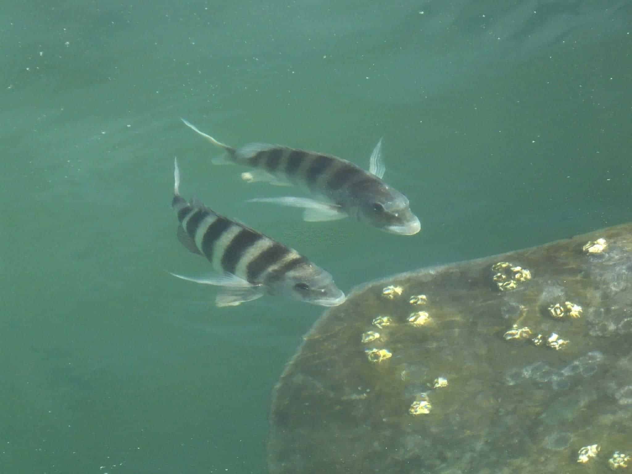 get set to catch sheepshead