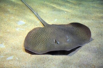 3 Easy and Surefire Ways on How To Unhook A Stingray