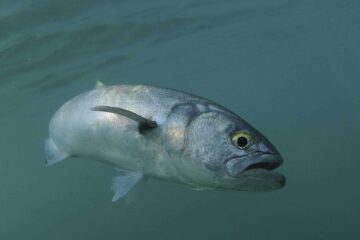 How to Succeed in Surf Fishing For Bluefish – Insider Tips & Tricks!