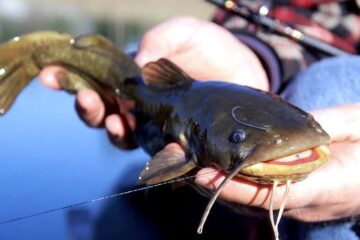 Are Bullhead Catfish Good To Eat? Fascinating Bullhead Catfish Facts Not Everyone Knows