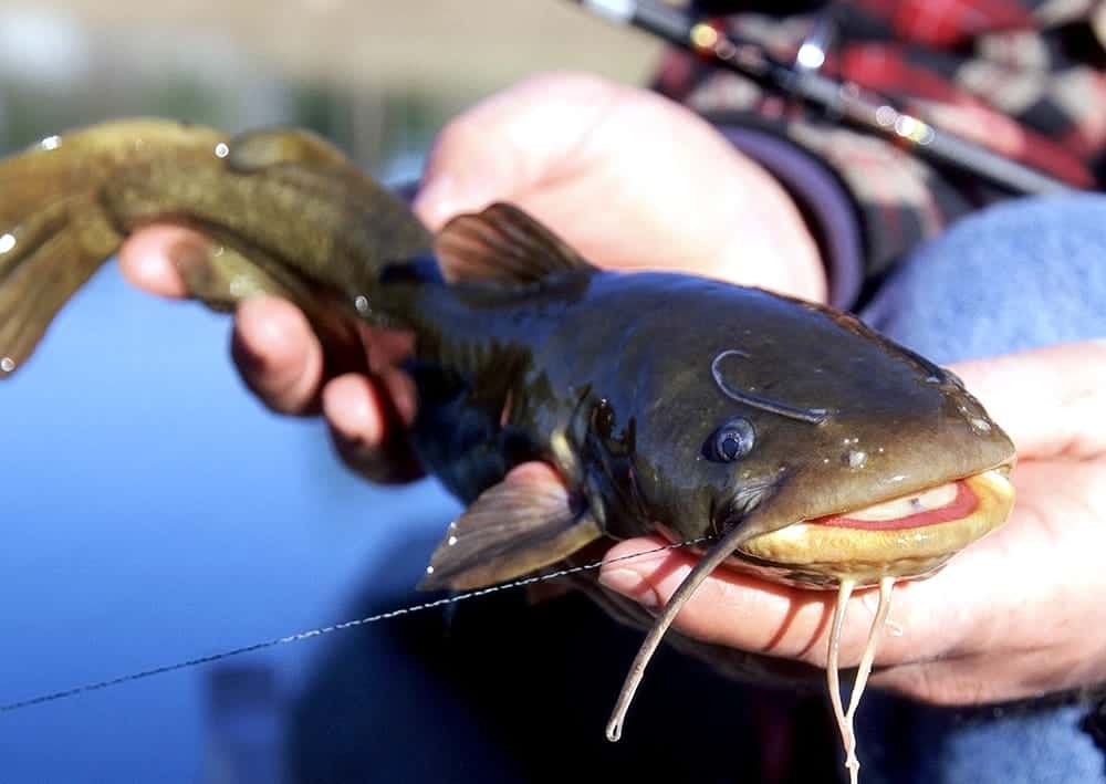 are bullhead catfish good to eat