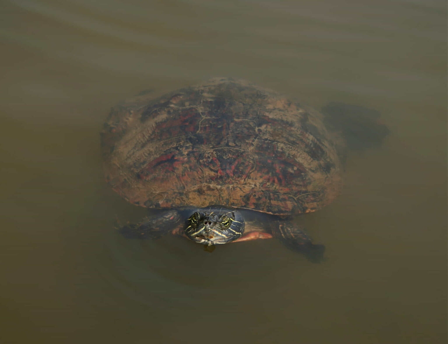 How To Catch A Turtle With A Fishing Pole - Insanely Easy Ways To Do It