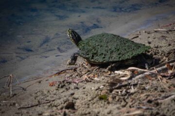 How To Catch A Turtle With A Fishing Pole – Insanely Easy Ways To Do It