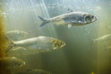 How To Catch Shad Without A Cast Net – Expert Tips and Techniques