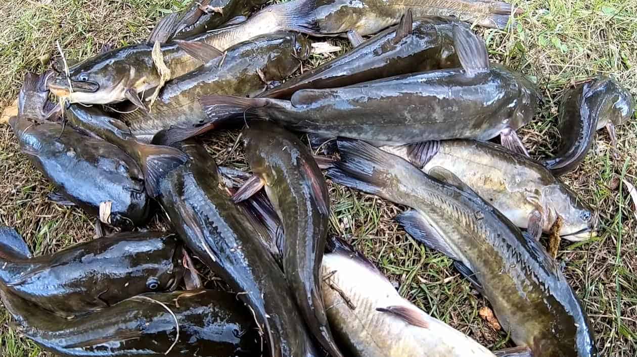 how to cook bullhead catfish