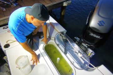 How To Keep Shad Alive – Little-Known Tips Guaranteed to Work!