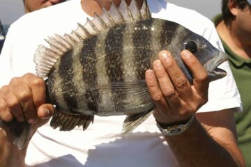 What Does Sheepshead Fish Taste Like? Ugly Fish With A Unique Flavor!
