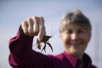 Where To Catch Crawfish In Texas? Boost Your Catch With These Tips!