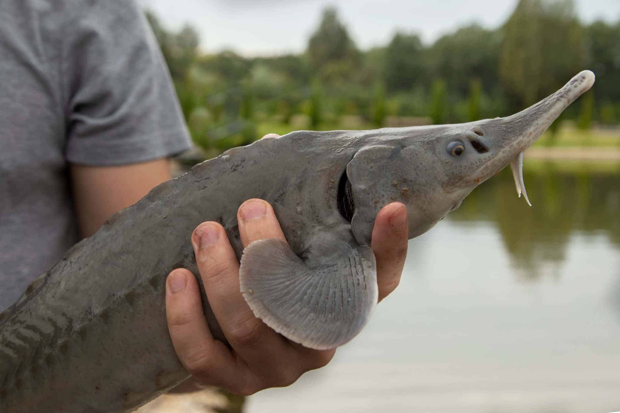 are there sturgeon in the mississippi river