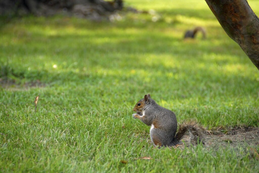 Can I Shoot Squirrels In My Yard in Texas? Know Before You Aim!