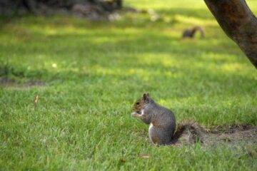 Can I Shoot Squirrels In My Yard in Texas? Know Before You Aim!