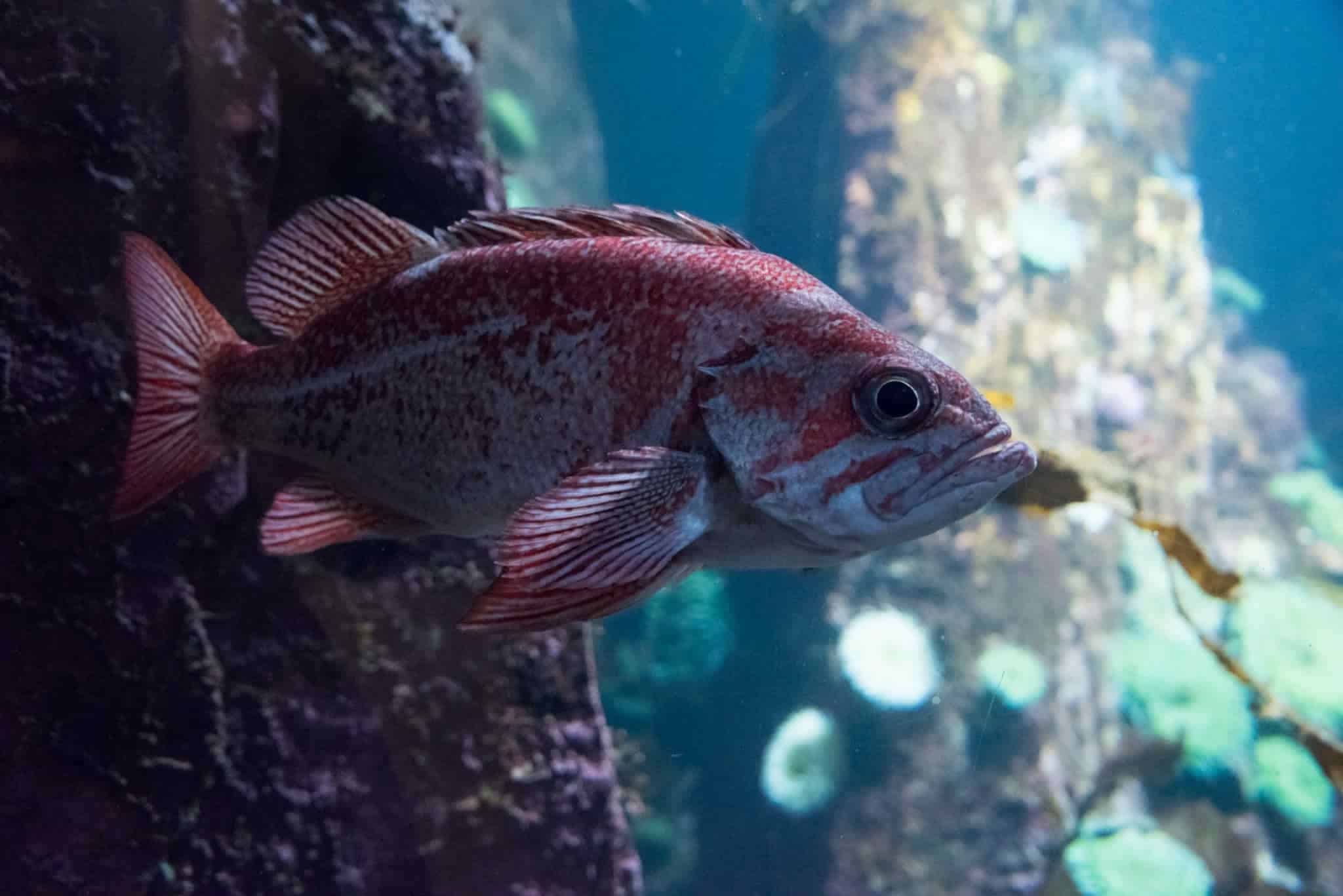 how to catch rockfish from shore