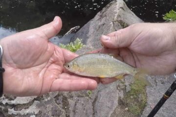 How To Catch Wild Shiners In Florida – Fool-Proof Techniques You Never Knew!