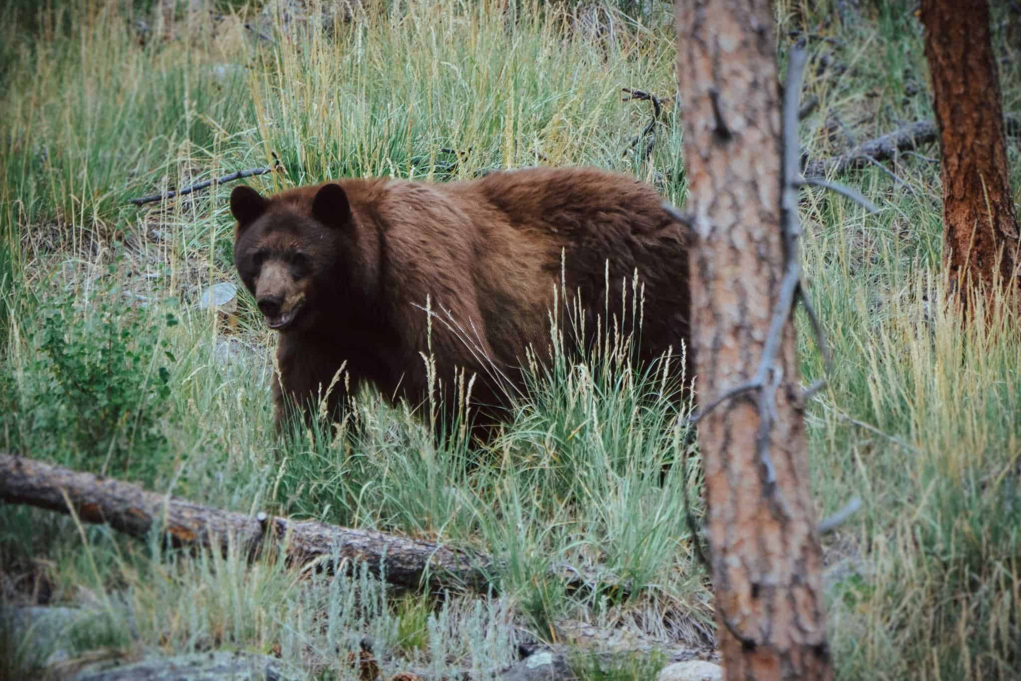 how to hunt black bear without bait