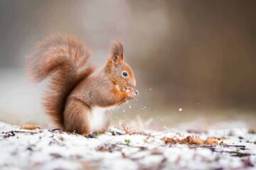 How to Hunt Squirrels in Winter – Ridiculously Easy Tips from the Pros