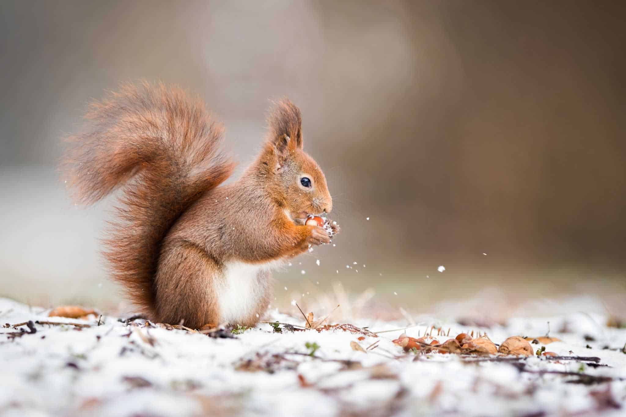 how to hunt squirrels in winter