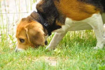 How To Train A Beagle To Hunt Rabbits – 5 Easy Steps!