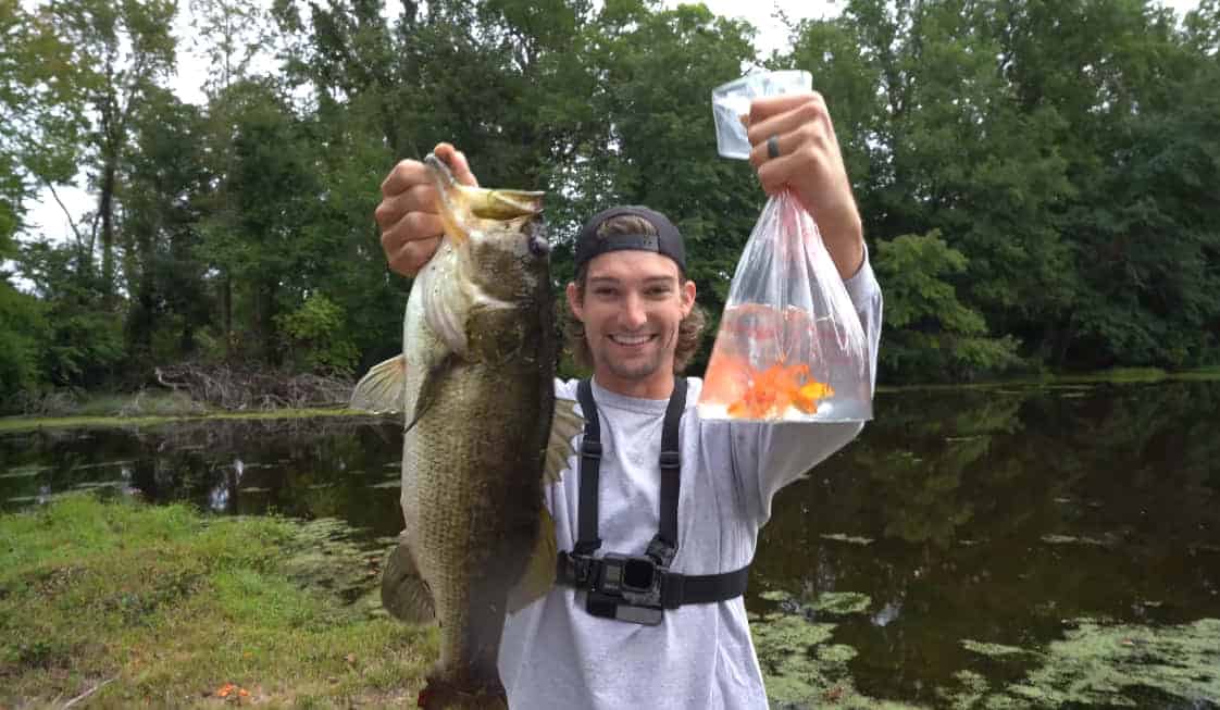 raising goldfish for bait-how it’s done