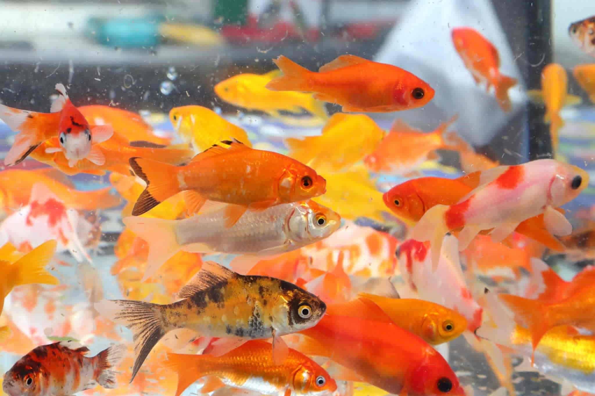 raising goldfish for bait