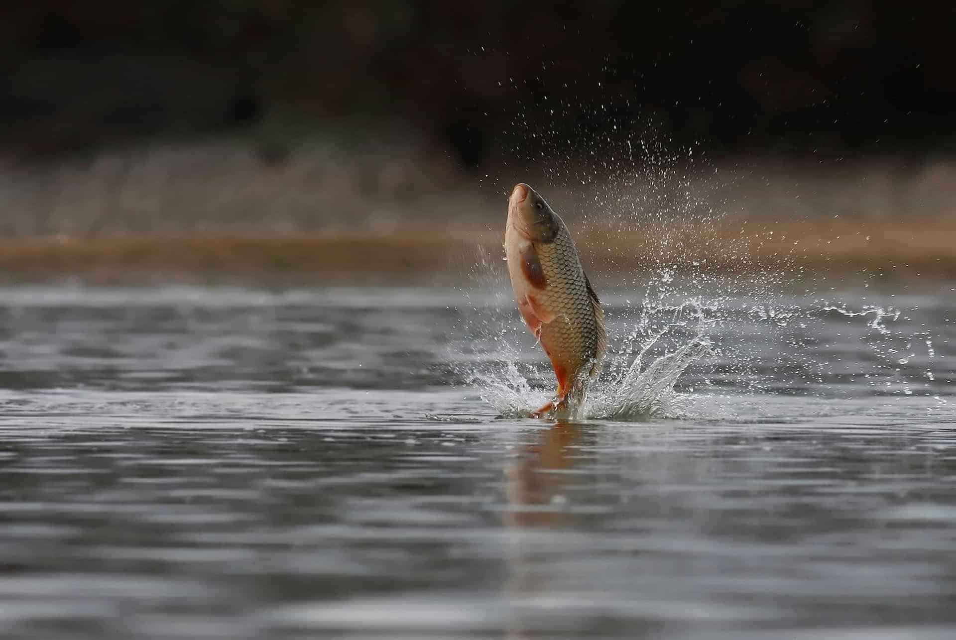 when-do-carp-spawn-in-texas-interesting-facts-anglers-should-know