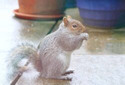 Expert Tips On Squirrel Hunting In The Rain