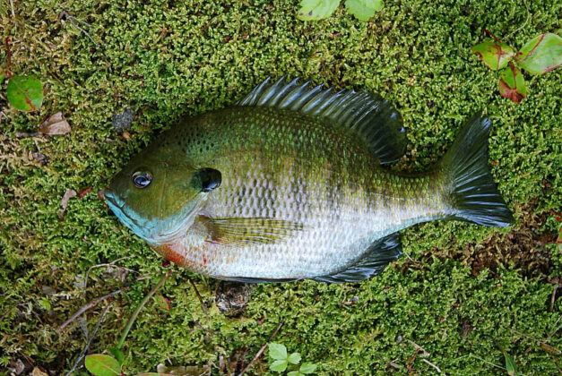 what does bluegill taste like