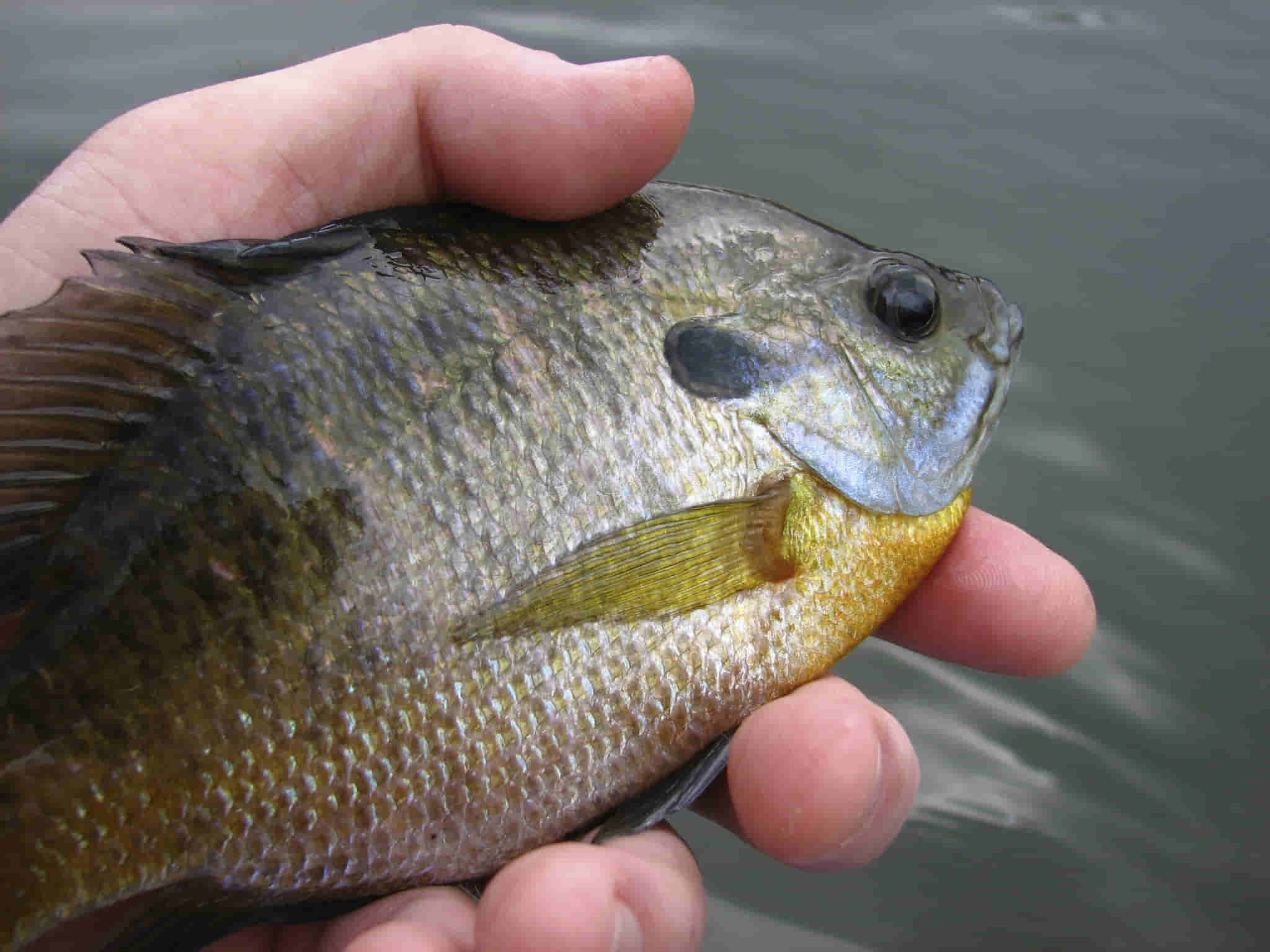 what is bluegill’s flavor similar to