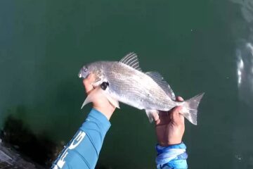 When Do Croaker Start Biting In Virginia – Planning For A Successful Angling Trip