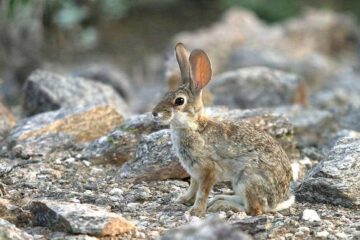 Where To Hunt Rabbits In Arizona – Top Places to Go to for Small Game Hunting!