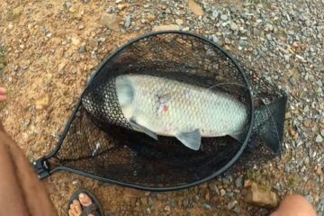 Why Is Snagging Fish Illegal? Important Things You Need to Know