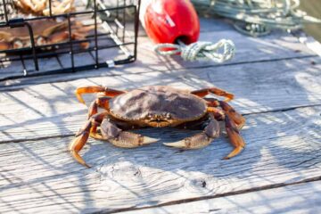 Crabbing In Southern California – Where To Go And How It’s Done