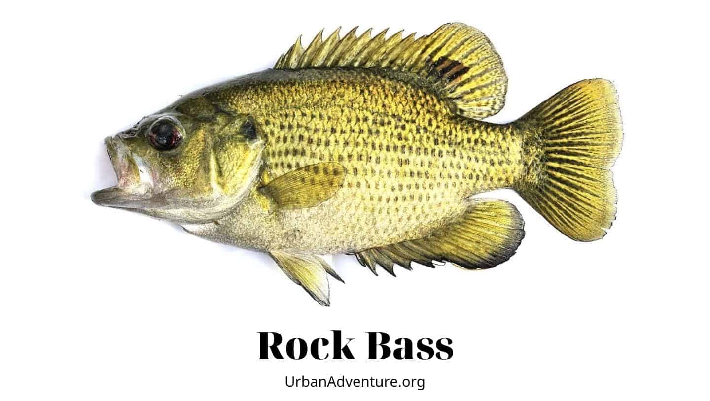 rock bass 