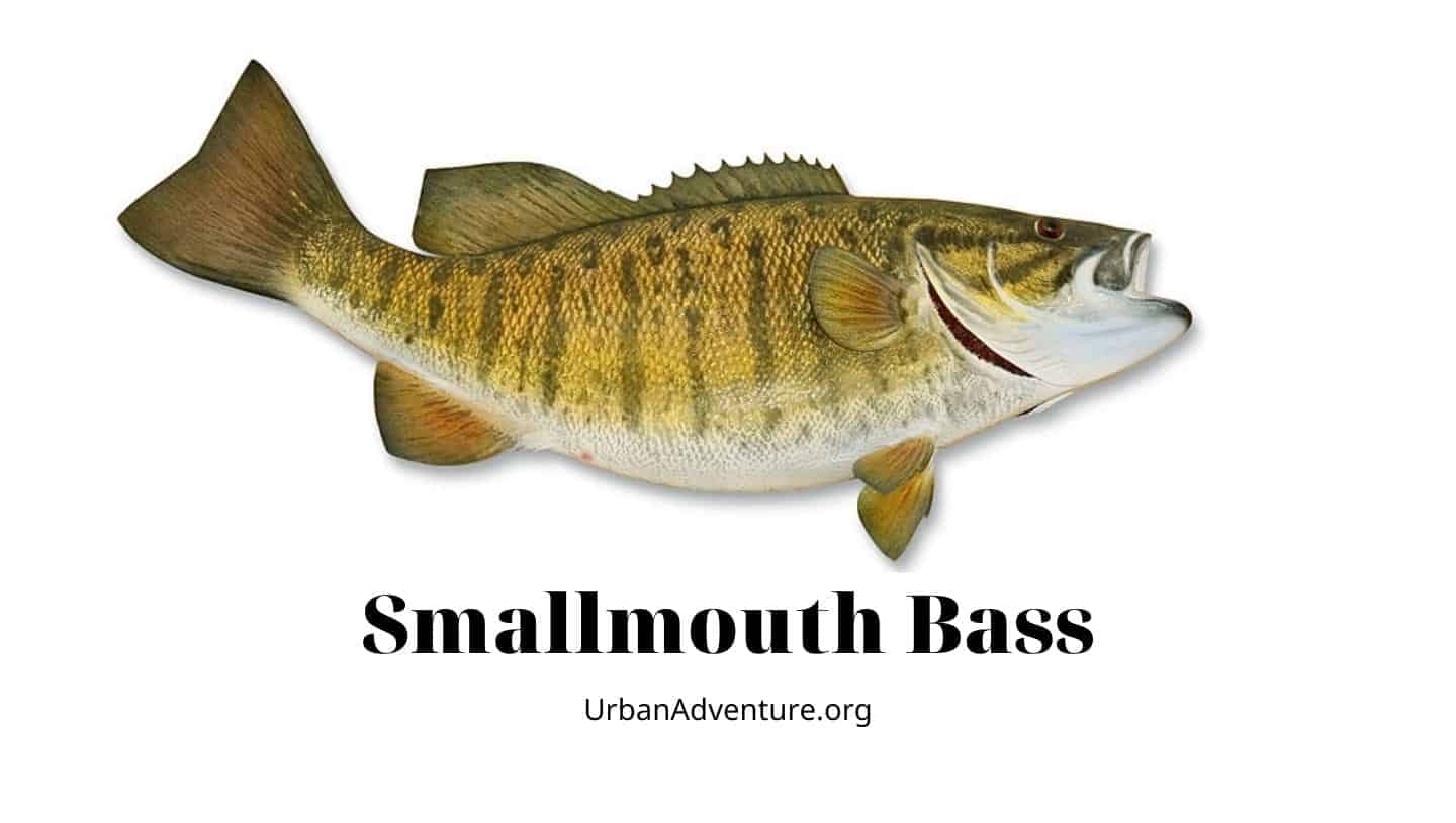 smallmouth bass facts