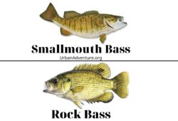 Smallmouth Bass Vs Rock Bass – Interesting Facts Between The Two!