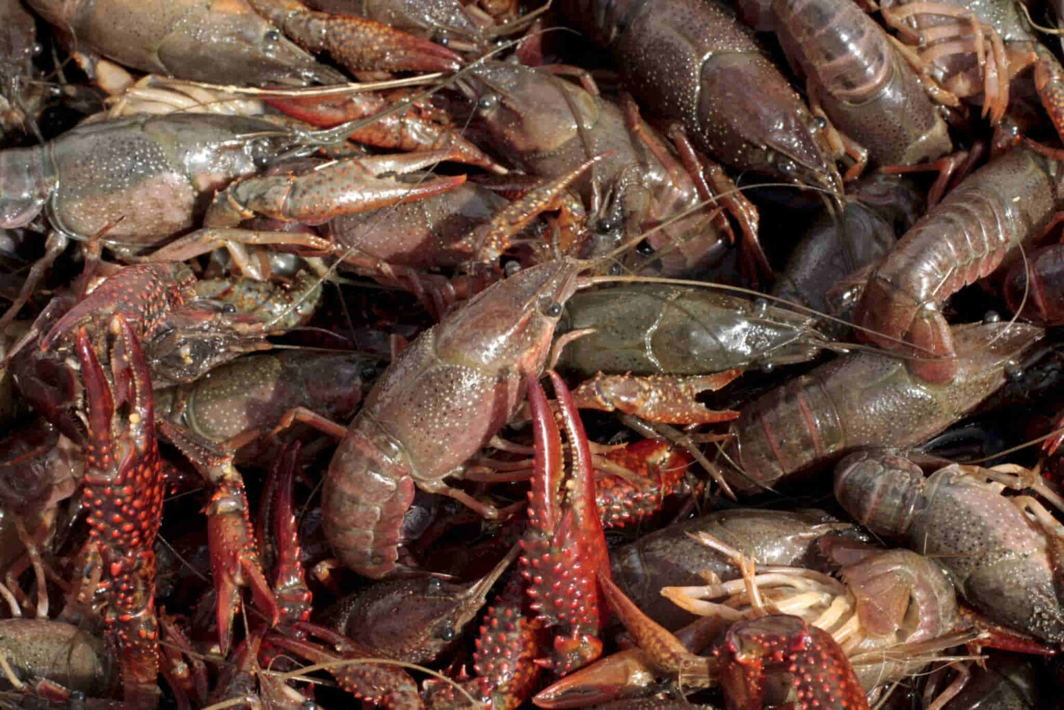 How To Keep Crawfish Alive Overnight - Easy And Simple Tips You Should Know